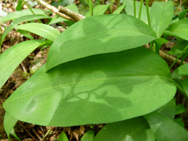 Ressemblant à celles du muguet, les feuilles sont larges, longuement pétiolées et dotées de nervures convergentes. Agrandir dans une nouvelle fenêtre (ou onglet)